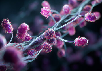 Clostridium-innocuum