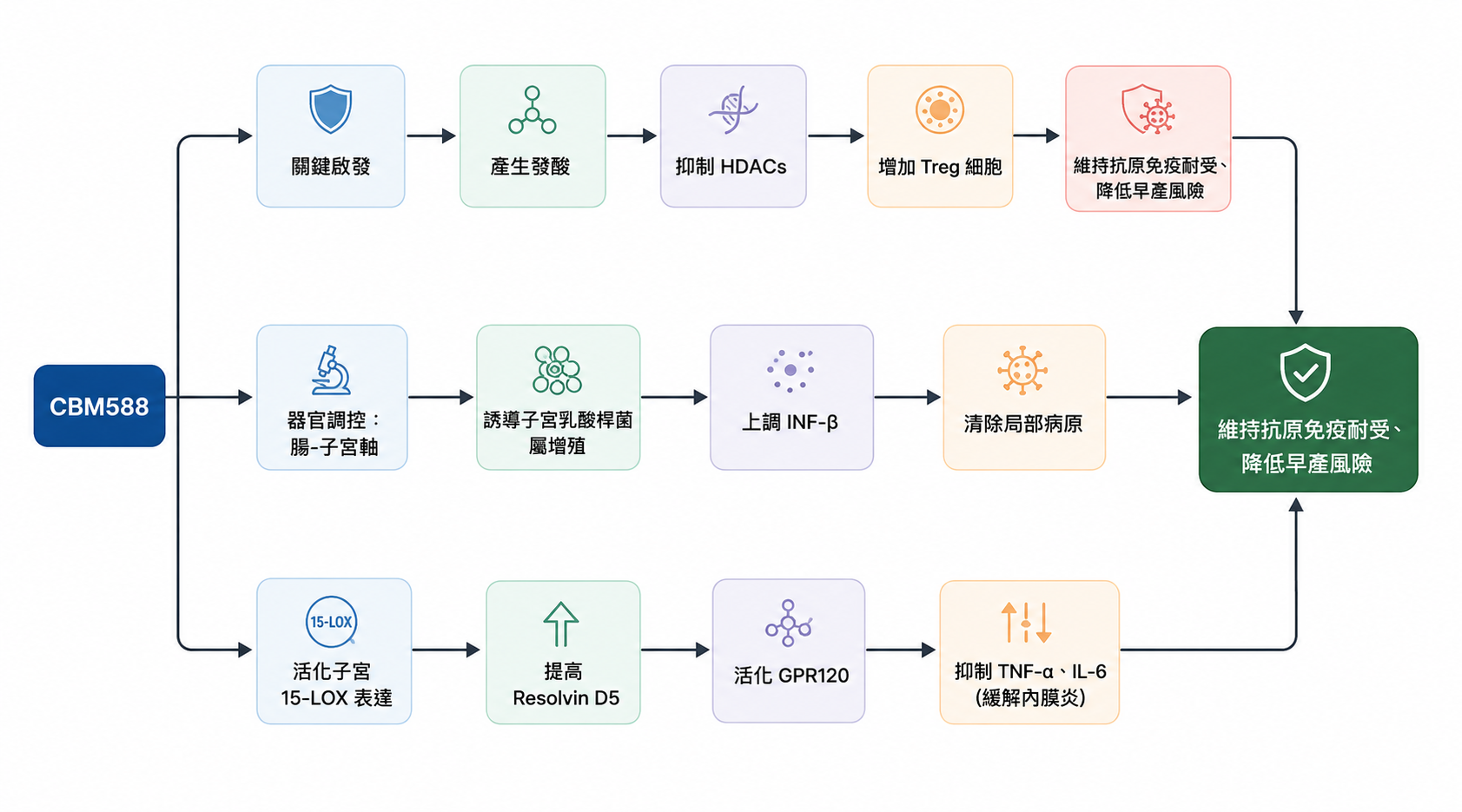 CBM588 多路徑機制全覽：腸–子宮軸、Treg 免疫調節與脂質代謝軸