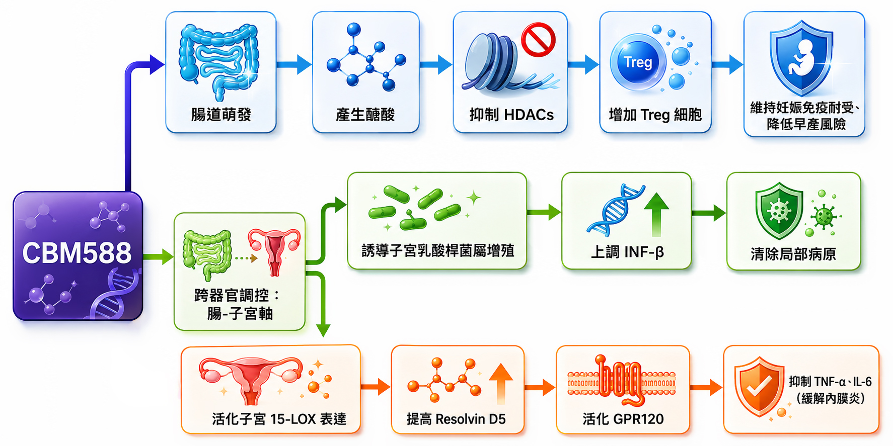 CBM588 多路徑機制全覽：腸–子宮軸、Treg 免疫調節與脂質代謝軸